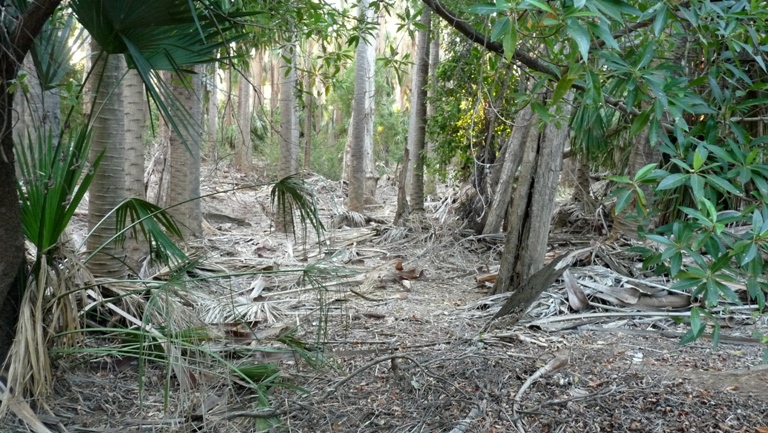 Palmenwald bei Mataranka